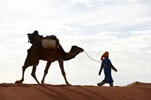 Geography Prints: Bedouin nomad leading supply-laden camel deep across a dune field deep in the interior of the Sahara Desert
