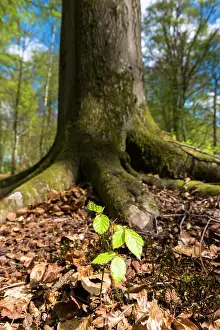 Regeneration Prints: Beech tree sapling (Fagus sylvatica) at base of mature beech tree in Bruern Wood in The Cotswolds
