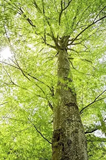 Fagales Prints: Beech tree in spring with moving leaves