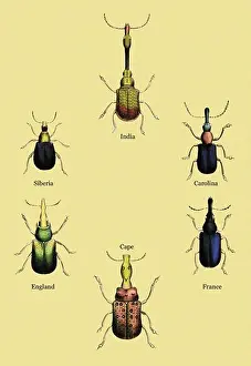 Creepy Prints: Beetles From Around the World #2, Insects - Beetles