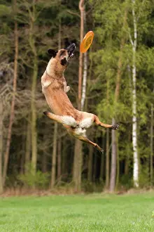 Canidae Prints: Belgian Shepherd, Malinois. Adult dog jumping for flying disc. Germany
