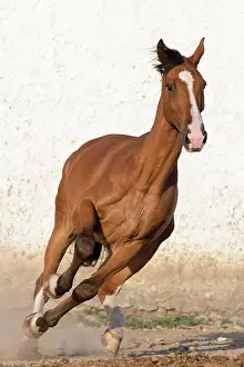 Equidae Prints: Belgian Warmblood. Bay galloping in a paddock