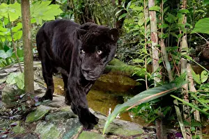 Large Format Prints: Belize, Belize City, Belize City Zoo