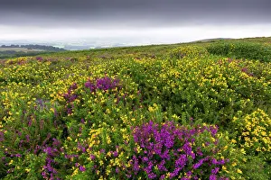 England Prints: Bell heather and western gorse in bloom during late summer on Black Hill in the Quantock Hills