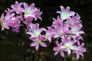 Flowering Plant Prints: Belladonna lily (Amaryllis belladonna), Madeira, Portugal, Europe
