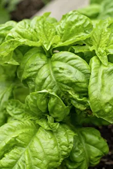 Produce Prints: Bellevue, Washington State, USA. Mammoth Sweet Basil plant