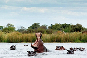 Standing Up Prints: Belligerent hippo in river