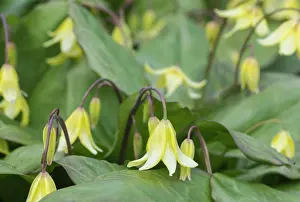 Growing Prints: Bellwort, Sessile bellwort, Uvularia sessilifolia