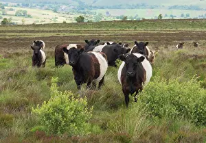 Calves Prints: Belted Galloway cattle on Swallow Moss