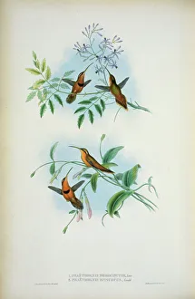 Hummingbird Prints: Belted Hermit (Phaethornis Nigricinctus) And Bishop Hermit (Phaethornis Episcopus) 1861 John Gould (1804-1881 British)