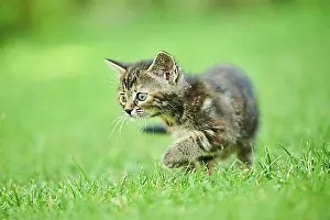 Young Animals Prints: Bengal cat, domestic cat, kitten walking on a meadow, Bavaria, Germany, Europe