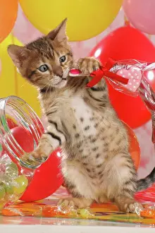 Bonbon Prints: Bengal kitten between balloons and sweets