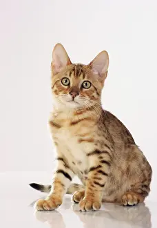 Kittens Prints: Bengal kitten - sitting - cut out