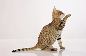 Lifting Prints: Bengal kitten - sitting - cut out