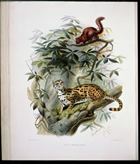 Bengal Prints: Bengal Leopard Cat (Felis Bengalensis) 1883 Daniel Giraud Elliot (1835-1915 American)
