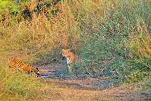 Wildlife Conservation Prints: Bengal Tiger, Panthera tigris tigris