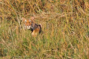 Nepal Prints: Bengal Tiger, Panthera tigris tigris