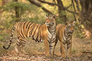Fotografie Prints: Bengal tiger in Ranthambhore national park