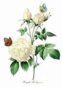 Story Prints: Bengale The hymenee, Hymene rose