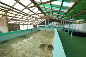 Reptile Prints: Bequia, St. Vincent and the Grenadines. Old Hegg Turtle Sanctuary.