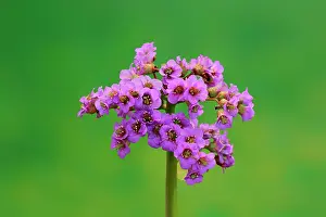 Bergenia, elephant-eared saxifrage, ¬elephant's ears, (Bergenia cordifolia), blooming, Ellerstadt, Germany, Europe