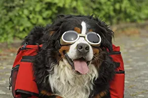 Thoroughbred Prints: Bernese Mountain dog with rucksack for dogs and glasses