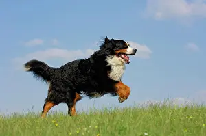 Agility Prints: Bernese Mountain Dog running on a meadow
