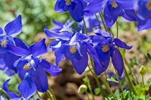 Morphology Botany Prints: Bertoloni's Columbine (Aquilegia bertolonii) flowers, South Alps, France