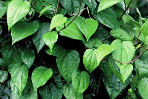 India Prints: Betel vine leaves, the Betel Piper betle is the leaf of a vine belonging to the Piperaceae family