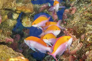 Animal Theme Prints: Bicolor Anthias (Pseudanthias bicolor) is the most common of this family in Hawaii