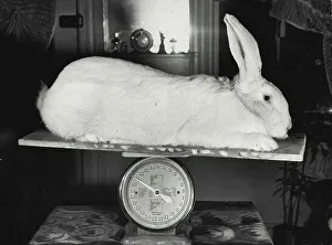 Heavy Prints: Big Boy... Avalanche, champion White Flemish Giant