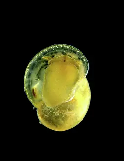 Water Plant Prints: Big-ear radix, Radix auricularia. Foot view. From Minas da Orada, Portugal