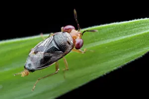 With Nobody Prints: Big-eyed bug (Geocoris sp). Geocoris is a genus of insects in the family Geocoridae