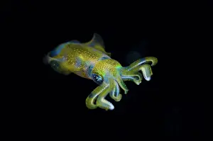 Cephalopod Prints: A Big-Fin Reef Squid, Sepioteuthis lessoniana
