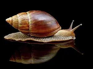 Slow Prints: Big snail move forward with mirror on black