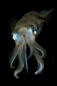 Cephalopod Prints: Bigfin Reef Squid (Sepioteuthis lessoniana) adult