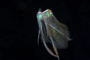 Maritime Prints: Bigfin Reef Squid (Sepioteuthis lessoniana) adult