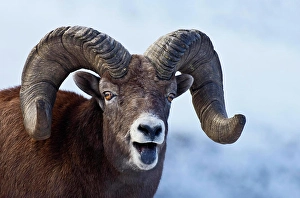 Focusing Prints: Bighorn Sheep Ovis canadensis