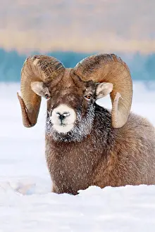 Cold Temperature Prints: Bighorn sheep ram (Ovis canadensis)