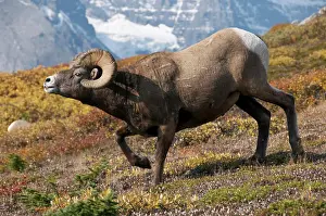 Alpine Prints: Bighorn Sheep Ram Ovis canadensis Showing Aggressive Behavior on alpine mountaintop