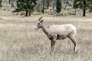 Curl Prints: A bighorn sheep stands in a grassy field along hwy 200 just west of Thompson Falls