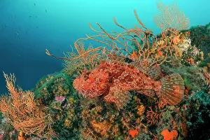 Chordate Prints: Bigscale Scorpionfish (Scorpaena scrofa)