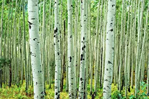 Colorado Prints: Bigtooth Aspen (Populus grandidentala) trees in White River National Forest near Aspen