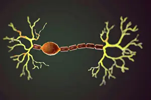 Anatomy Prints: Bipolar Neuron