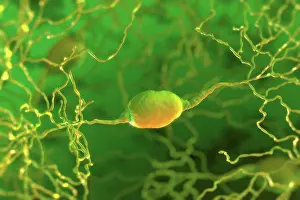 Microbiology Prints: Bipolar neuron with two extensions which controls the sensorial capacities of the body