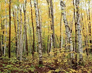 Fall Colors Prints: Birch Forest, Algonquin Provincial Park, Ontario, Canada