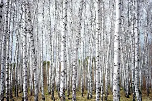 Holz Prints: birch forest birch forest Copyright: xZoonar.com/RuslanxNassyrovx 10836635