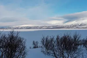 Swedish Prints: Birch trees in Abisko National Park in the winter in Swedish Lapland