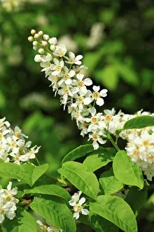 Blooms Prints: Bird Cherry (Prunus padus) close-up of flowers, Powys, Wales, april