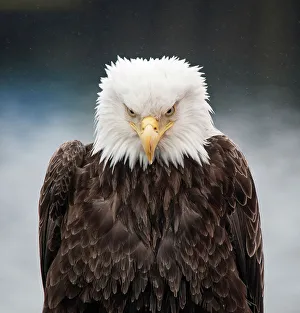Animal Wildlife Prints: Bird Eagle - Bird Bald Eagle Bird Of Prey Animal Wildlife